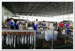 供销集团宁波海洋公司携手阿里巴巴举办开渔节 渔港象山,寻鲜东海 营销活动